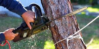 Best Tree Cabling and Bracing  in Lake Vla, IL